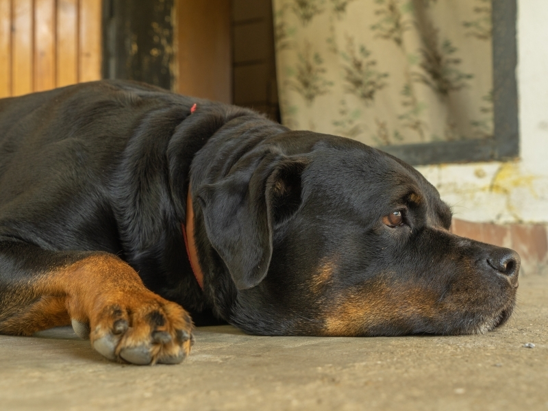 how to help a grieving dog when owner dies