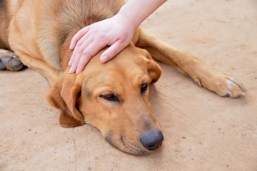how to handle grief after loss of pet