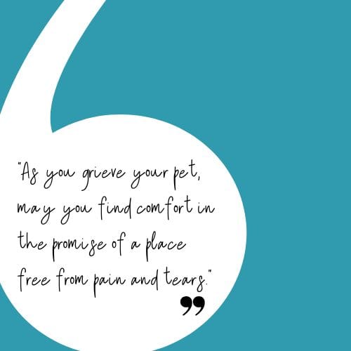 57 Memorial Sayings For Loss Of Pet Sympathy Quotes