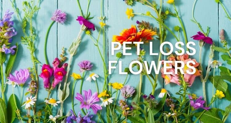 What Flowers To Send When A Dog Dies