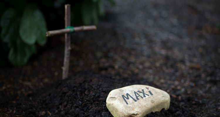 backyard pet burial