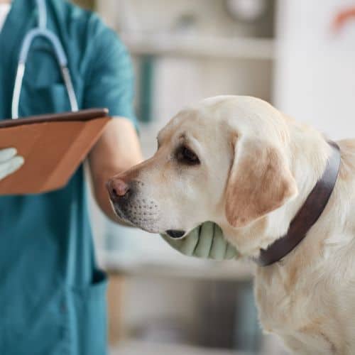 anticipated grief of elderly dog at vet