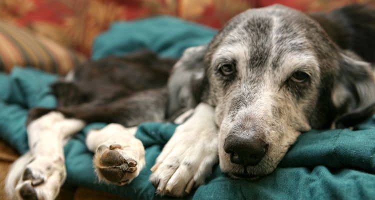 anticipatory grief of old age dog